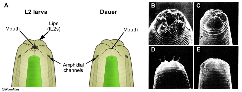 DNeuro FIG 1: Depiction of L2 and dauer noses